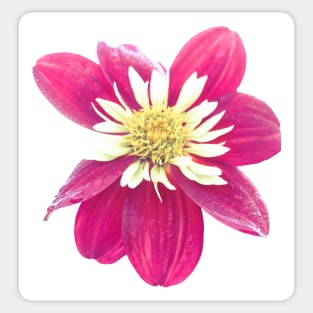 Dahlia Flower 2 Sticker